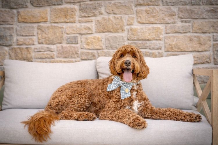 Cypress Labradoodles