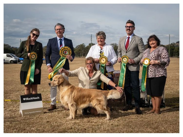 Shogold Golden Retrievers (ANKC)