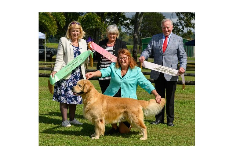 Shogold Golden Retrievers (ANKC)