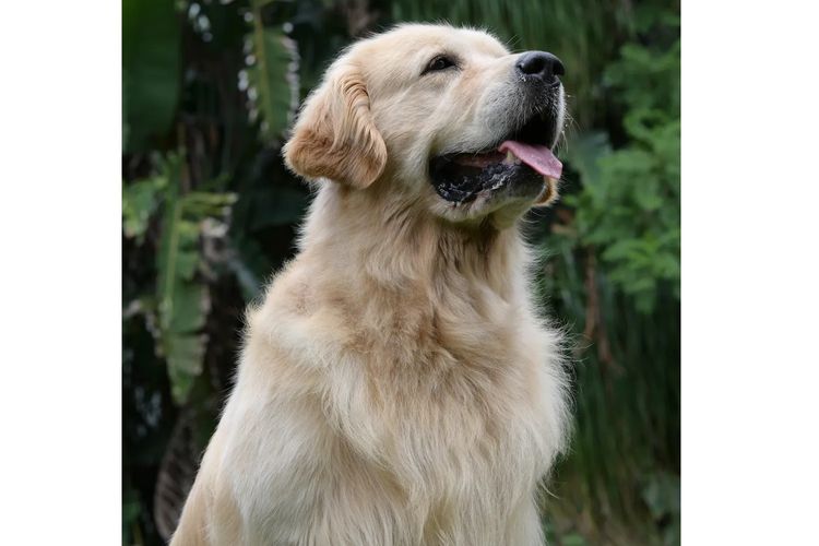Shogold Golden Retrievers (ANKC)