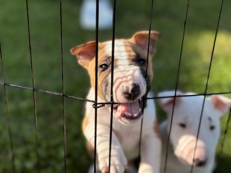 Izzabill Miniature Bull Terriers