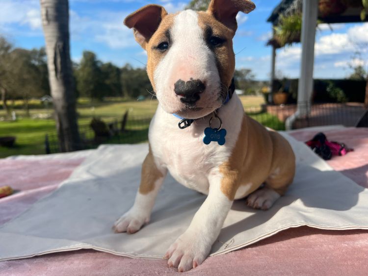 Izzabill Miniature Bull Terriers