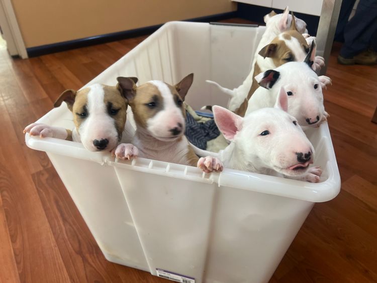 Izzabill Miniature Bull Terriers
