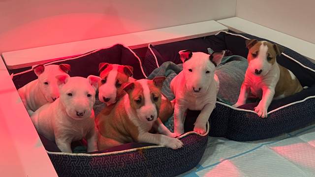 Izzabill Miniature Bull Terriers