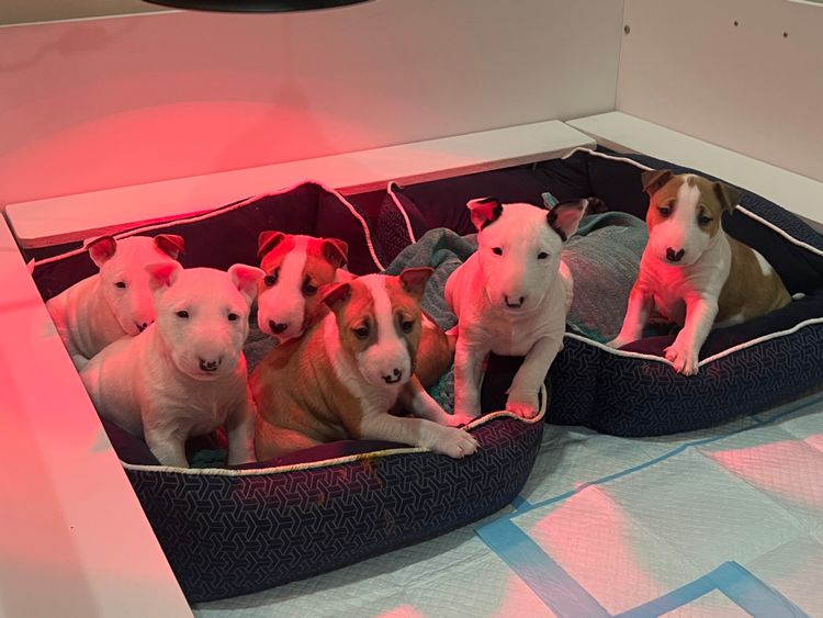 Izzabill Miniature Bull Terriers