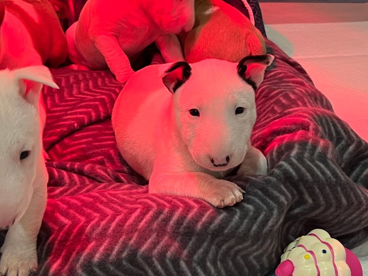 Izzabill Miniature Bull Terriers