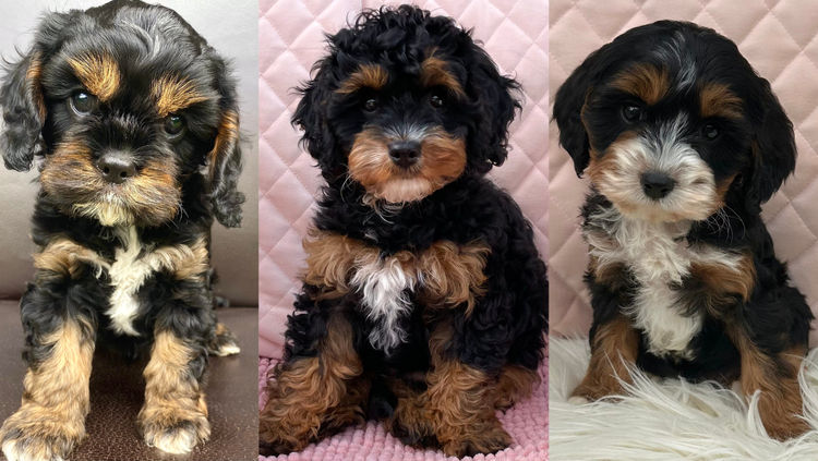 Cloud Nine Cavoodles