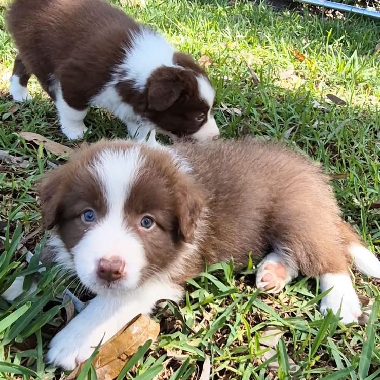 Mona Cottage Border Collies
