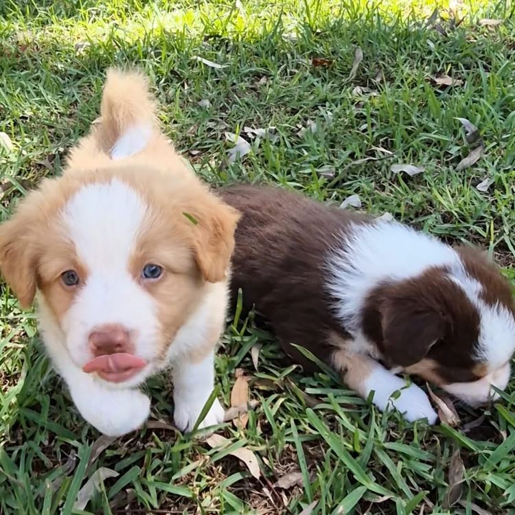 Mona Cottage Border Collies