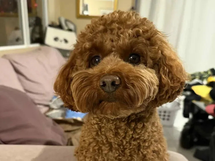 Bella Donna Dog World - Toy Poodle