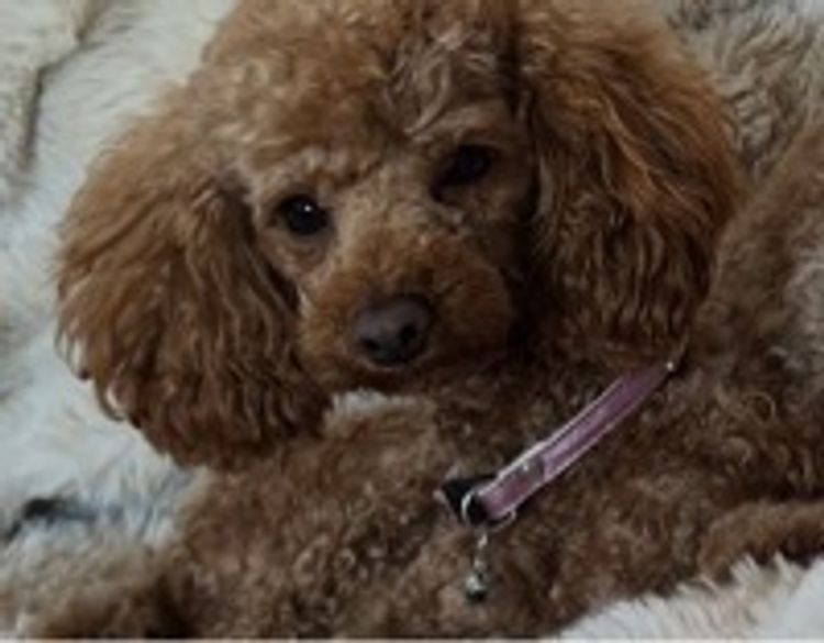 Bella Donna Dog World - Toy Poodle