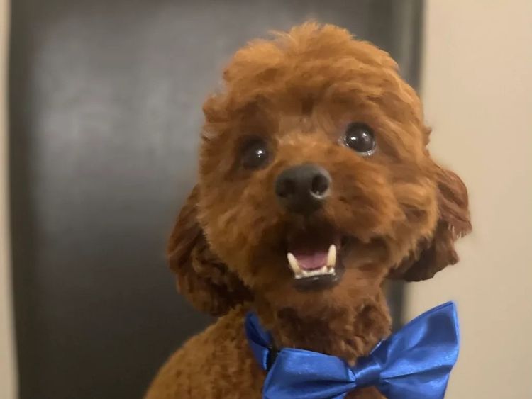 FureverOodles Toy Poodles