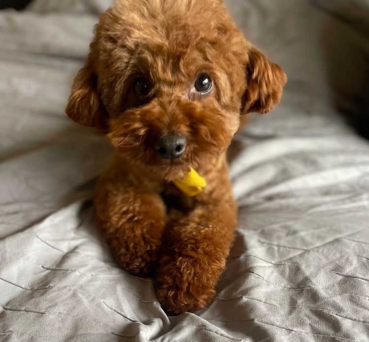 FureverOodles Toy Poodles