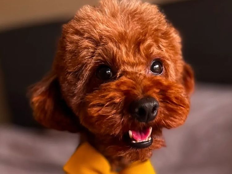 FureverOodles Toy Poodles