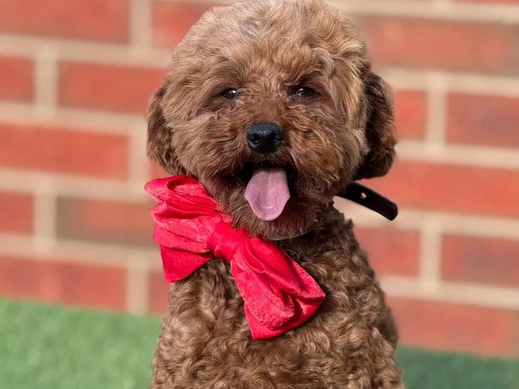 FureverOodles Toy Poodles