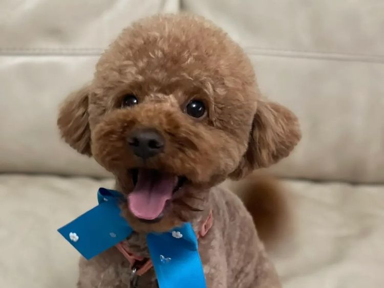 FureverOodles Toy Poodles