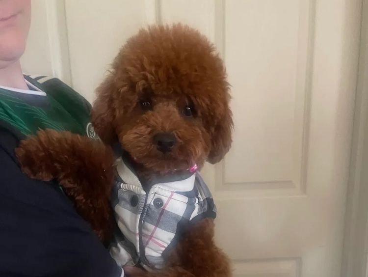 FureverOodles Toy Poodles
