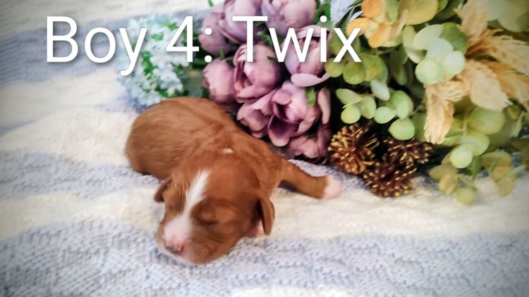 Raised Right Puppies Australia - Theodores / Cavoodles