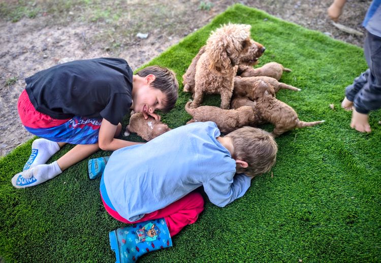 Raised Right Puppies Australia - Theodores / Cavoodles
