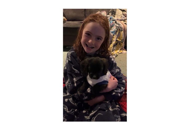 Raised Right Puppies Australia - Theodores / Cavoodles