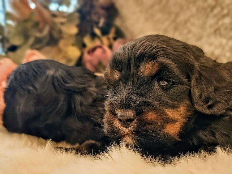 Raised Right Puppies Australia - Theodores / Cavoodles
