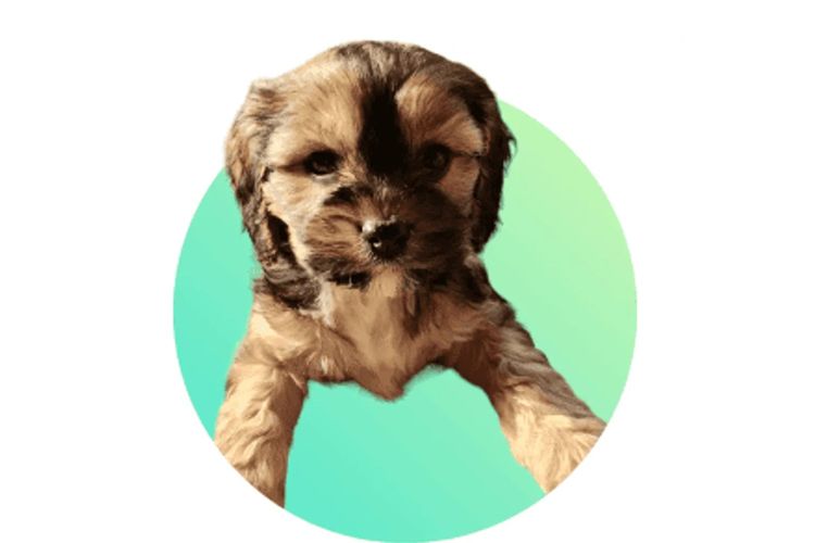 Raised Right Puppies Australia - Theodores / Cavoodles