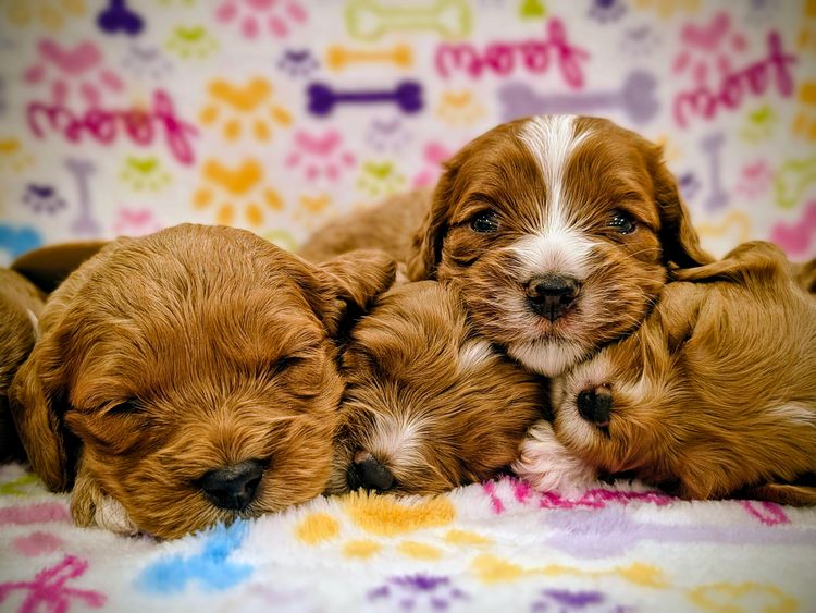 Raised Right Puppies Australia - Theodores / Cavoodles