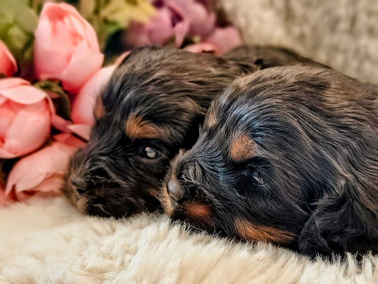Raised Right Puppies Australia - Theodores / Cavoodles