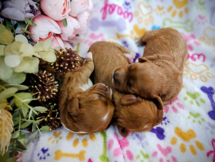 Raised Right Puppies Australia - Theodores / Cavoodles