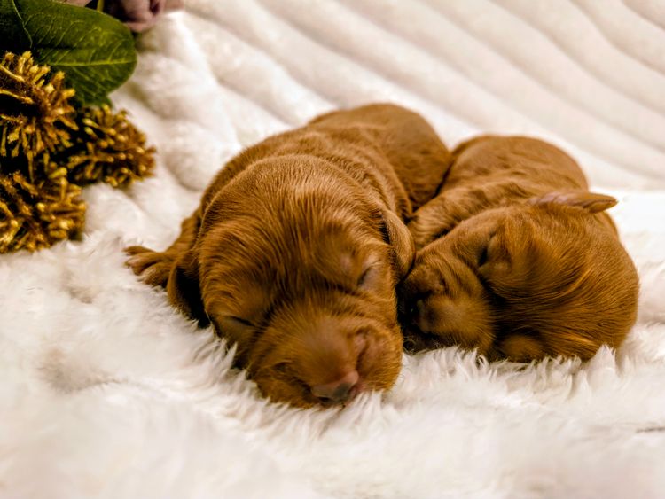 Raised Right Puppies Australia - Theodores / Cavoodles