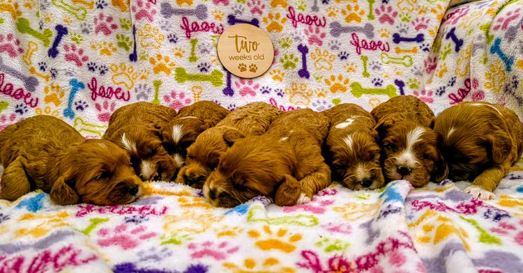 Raised Right Puppies Australia - Theodores / Cavoodles