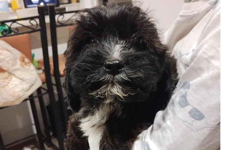 Raised Right Puppies Australia - Theodores / Cavoodles