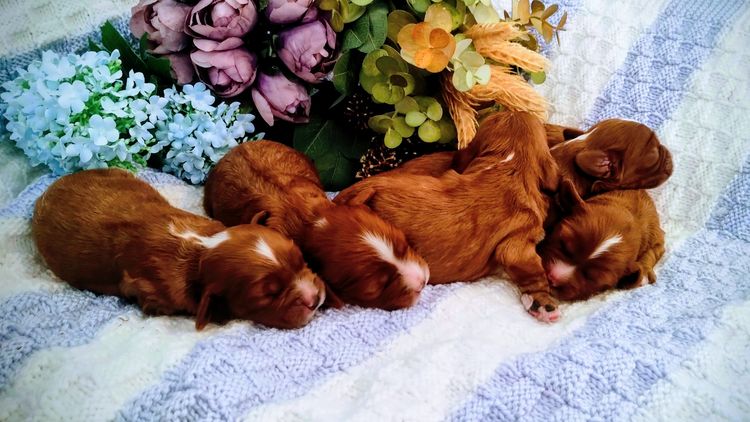 Raised Right Puppies Australia - Theodores / Cavoodles