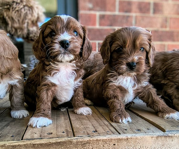 Raised Right Puppies Australia - Theodores / Cavoodles