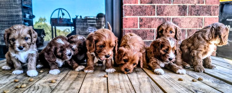 Raised Right Puppies Australia - Theodores / Cavoodles