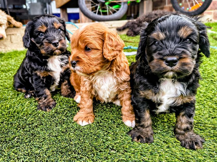 Raised Right Puppies Australia - Theodores / Cavoodles
