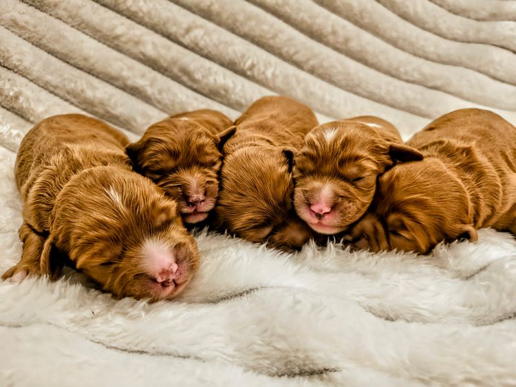 Raised Right Puppies Australia - Theodores / Cavoodles