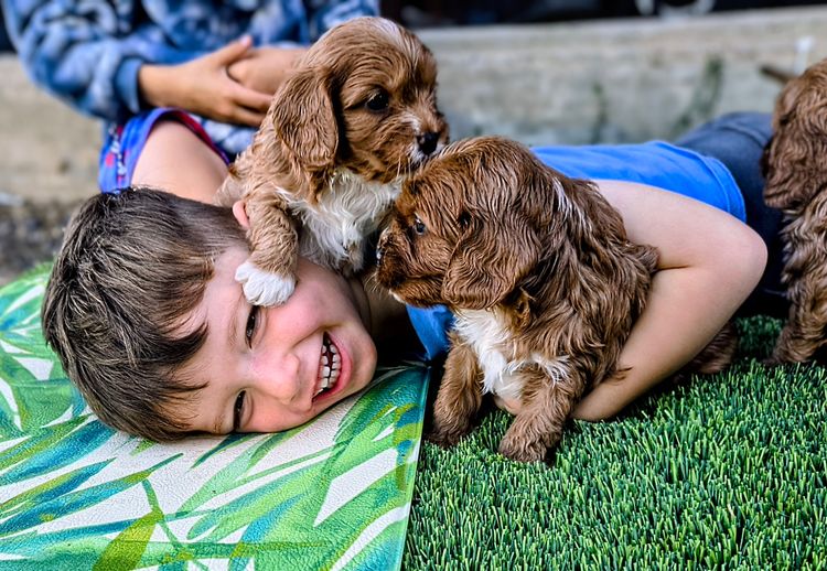 Raised Right Puppies Australia - Theodores / Cavoodles
