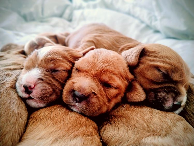 Raised Right Puppies Australia - Theodores / Cavoodles