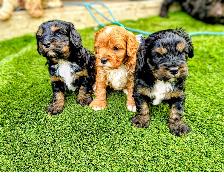 Raised Right Puppies Australia - Theodores / Cavoodles