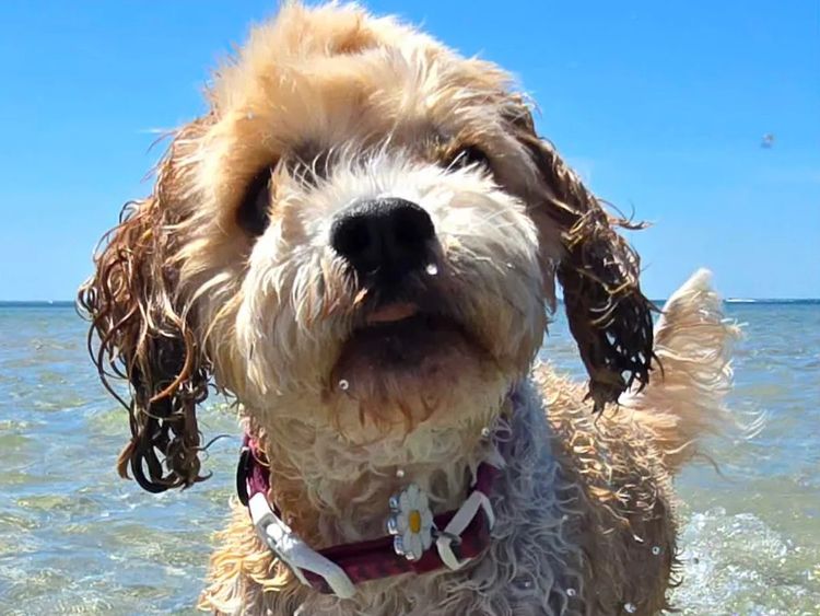 Raised Right Puppies Australia - Theodores / Cavoodles