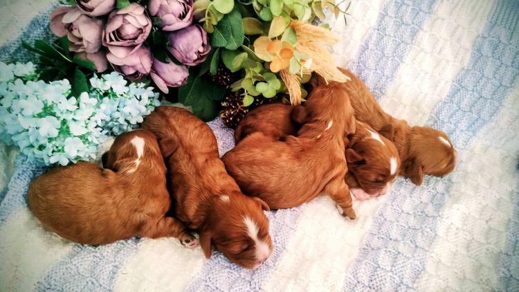 Raised Right Puppies Australia - Theodores / Cavoodles