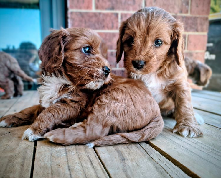 Raised Right Puppies Australia - Theodores / Cavoodles
