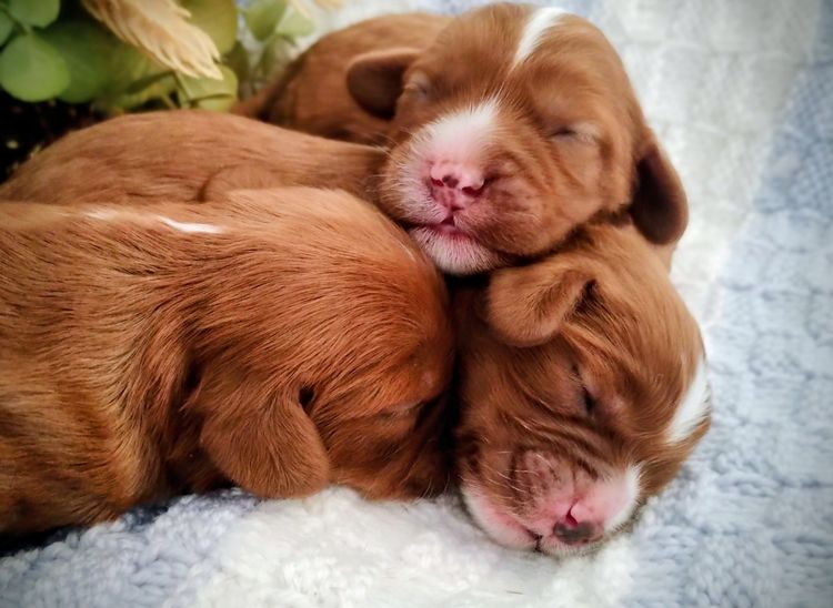 Raised Right Puppies Australia - Theodores / Cavoodles