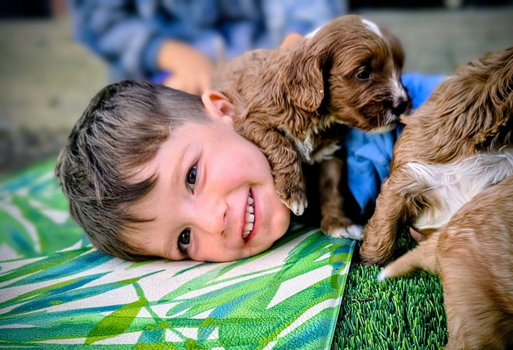 Raised Right Puppies Australia - Theodores / Cavoodles
