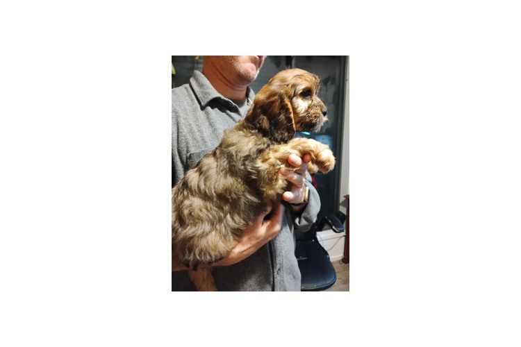 Raised Right Puppies Australia - Theodores / Cavoodles
