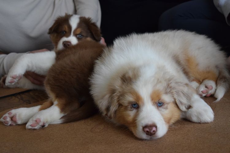 True Blue Shepherds