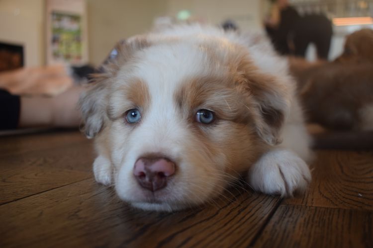 True Blue Shepherds