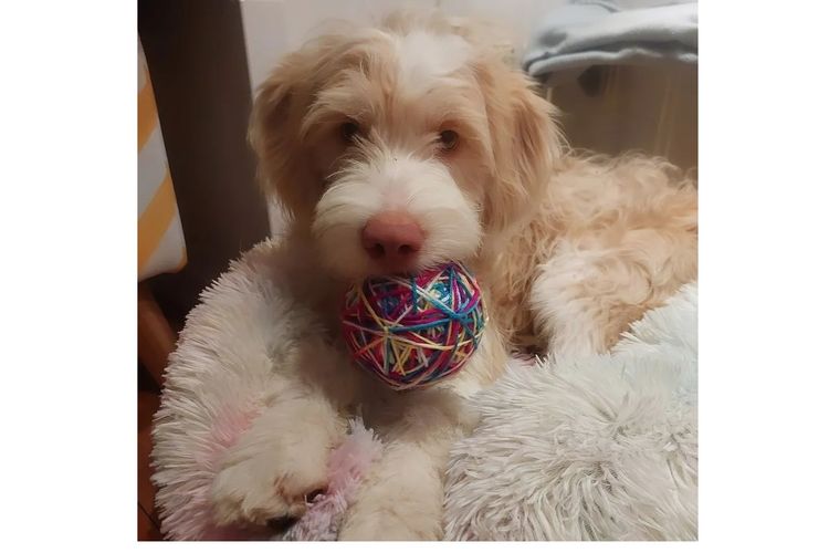 Bate's Ranch Bordoodles