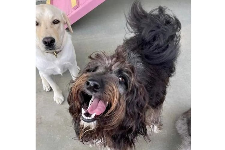 Bate's Ranch Bordoodles